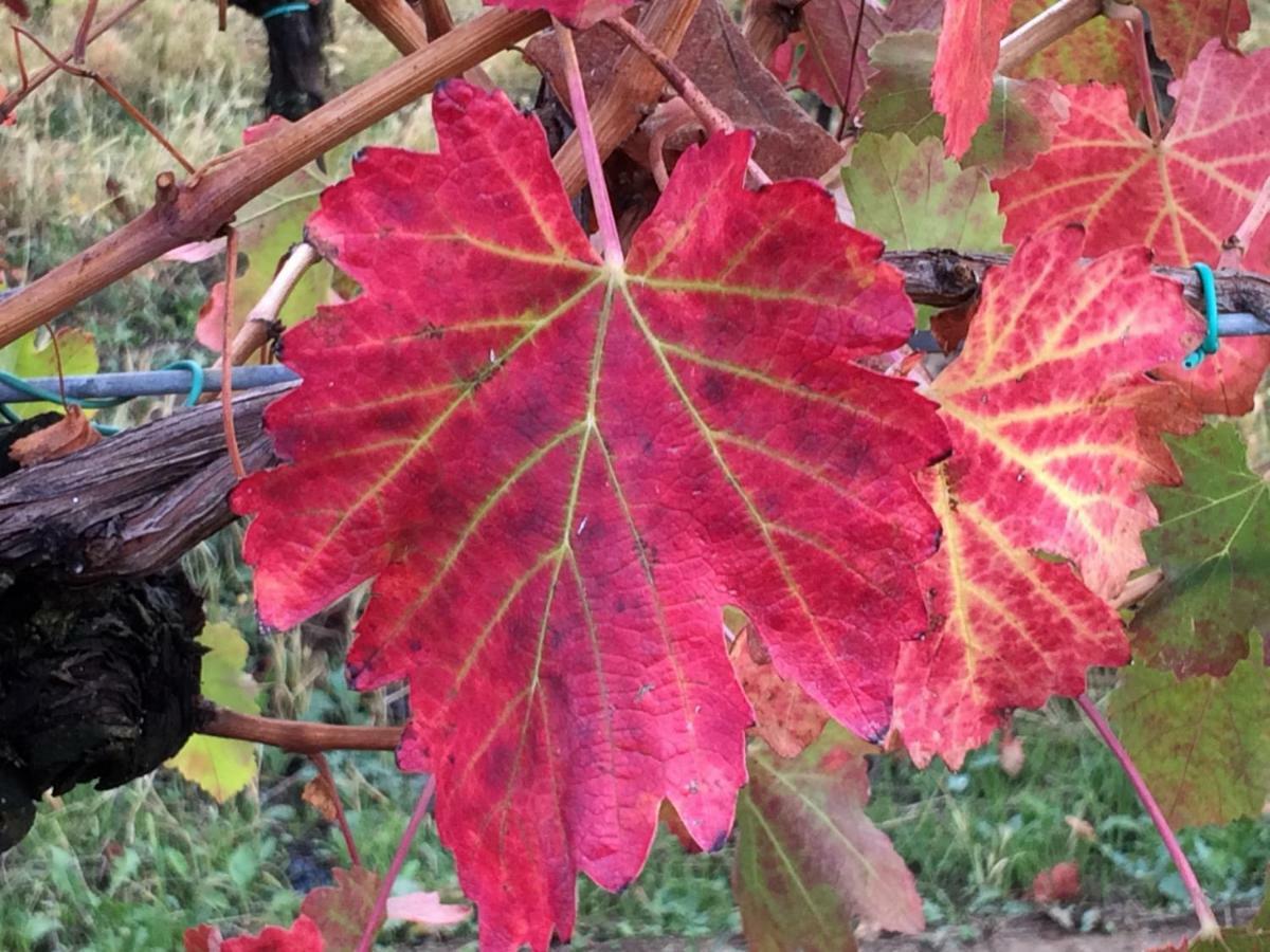 Il Giardino B&B Castelvetro di Modena Bagian luar foto