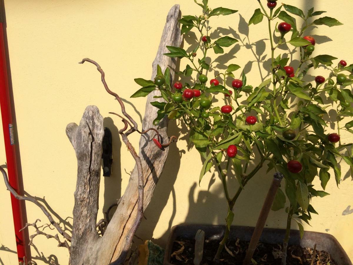 Il Giardino B&B Castelvetro di Modena Bagian luar foto