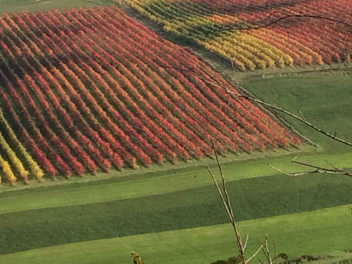 Il Giardino B&B Castelvetro di Modena Bagian luar foto